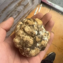 优质白松露