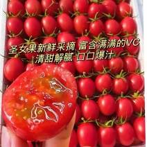 山东聊城千禧圣女果贝贝产地直发电商社区团购批发市场