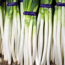 【推荐】宁夏钢葱供应市场商超电商一手货源量大从优
