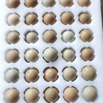 优质新鲜野鸡蛋营养丰富还美味需要的老板请联系电