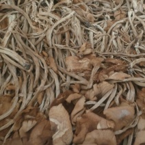 茶树菇