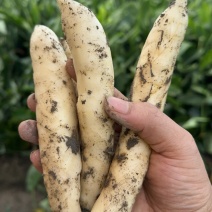 无渣竹芋！冬粉薯！