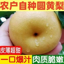 [牛]《畅销推荐》山东圆黄梨对接商超电商团购一条龙
