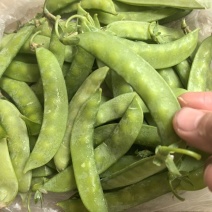 食荚荷兰豆种子绿美珍宝豆种籽高产耐冷脆甜农家四季蔬菜孑