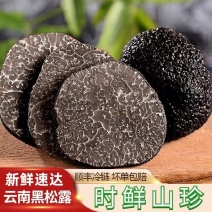 【云南香格里拉黑松露】东方山珍瑰宝北纬27°的森林