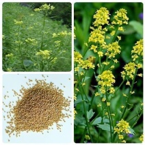 芥菜子种子白芥子种子黄芥子种子芥花种子易种花籽庭院四季辣