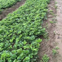 红颜草莓草莓苗，品种齐全，保苗保种，一件也是批发价