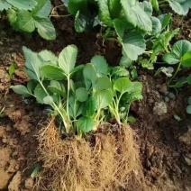 红颜草莓苗大量有货产地直发一手货源保质保量