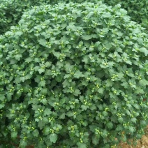 球菊，菊花，球菊，九月菊，千头菊，金丝菊，大菊花