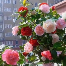 茶花带花苞发货花期长
