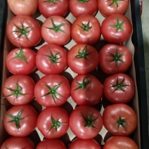 大棚精品硬粉西红柿