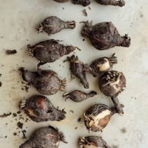 彼岸花，石蒜，龙爪花
