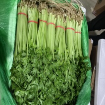 宁夏银川香芹小颗芹菜露地药芹大量上市全国代发质量保证