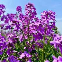 蓝香芥种子蓝色油菜花欧亚香花芥花种子易种花籽庭院四季易活