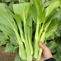 海苔一号菜苔种子早熟高产抗病菜心种籽农家田园秋播四季蔬菜