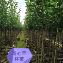 鸡心果树苗