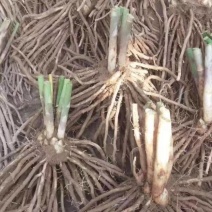 芦笋苗，白芦笋苗，青芦笋苗
