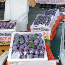 蓝密西梅可电商代发，市场批发货源充足