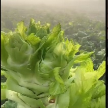 精品儿菜