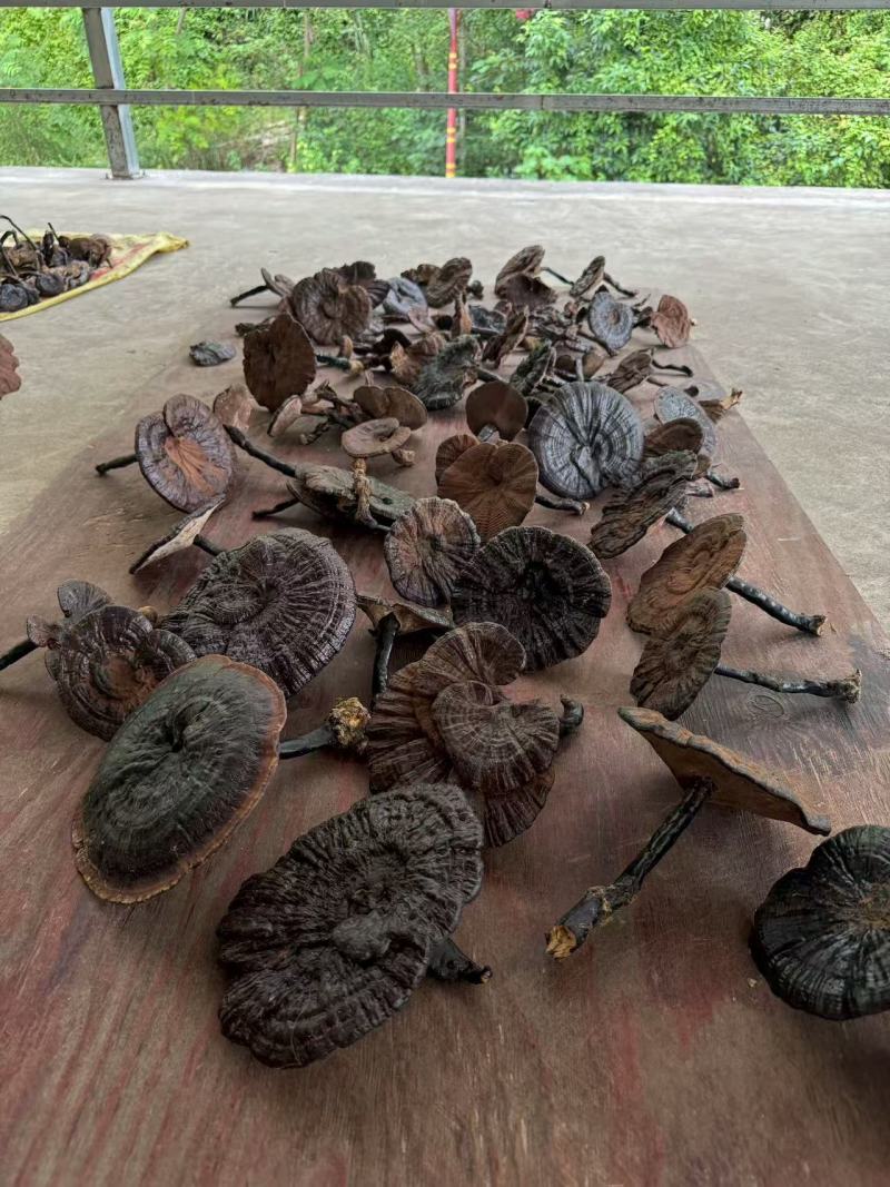 野生灵芝贵州产地直供一手货源量大优惠质量保证欢迎
