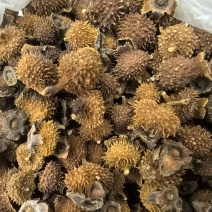 重庆干刺梨