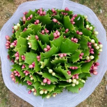 蟹爪兰（18#21#）花苞菜苗产地直发量大从优可视频