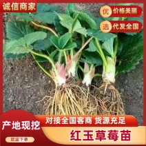 红玉草莓苗一手货源产地直发对发全国质量保障