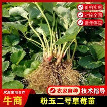 粉玉二号草莓苗货源充足产地直发可供视频看货