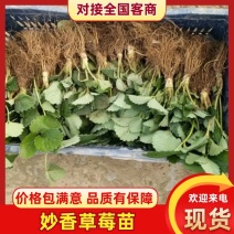 妙香草莓苗货源充足一手货源产地直发可供视频看货