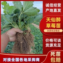 天仙醉草莓苗大量上市产地直发质量保障一手货源