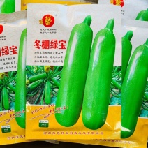 豫艺冬棚绿宝西葫芦种子耐低温高产抗病早春越冬大棚专用