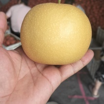 砀山秋月梨，汁多化渣专业工人精选装箱，看百亩规模大园订货