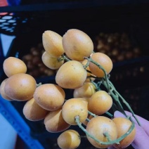 无核黄皮冷库果