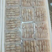 中号蟹脚肉