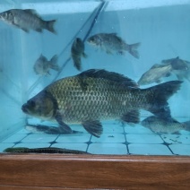 清水河的鱼，鲫鱼。