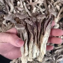 【鹿茸菇专批】厂家直销全国各地