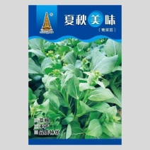 夏秋美味青菜苔种子中早熟品种抽苔整齐度高苔粗壮口感好抗病