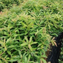 木荷