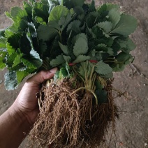 基地直发，大叶红颜草莓苗基地，脱毒草莓生产苗
