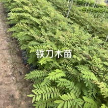 优质种苗，铁刀木60-100