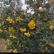 山东沂蒙黄山楂