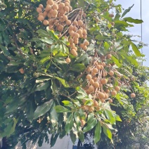 龙眼