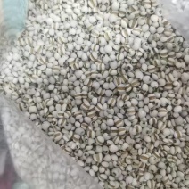 贵州薏米仁货源充足/精品薏米薏仁米一手货源/品质保证