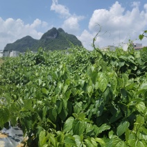 天等富硒星油藤茶