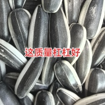 河北打手瓜子大量招电商/可视频看货/量大价优/欢迎咨询