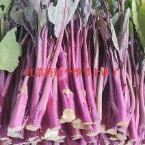 威宁红菜苔上市了