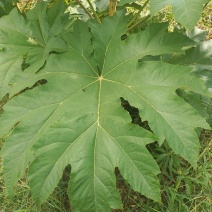 大通草苗