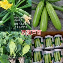 翠绿油亮西葫芦苗，膨瓜快产量高抗病强商品性好有苗