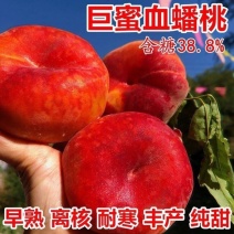 山东果园直发桃树苗特早熟红皮红肉血蟠桃树苗保真品种成活率