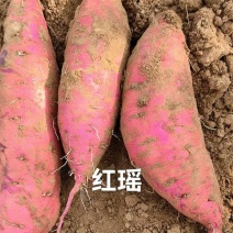 红瑶蜜薯大量上市，万亩基地，产地直发，现货地头现装，真实价格